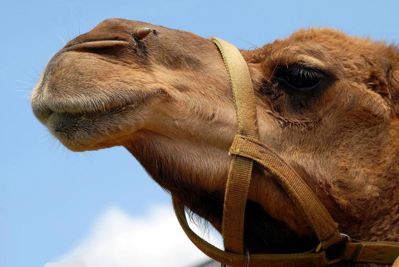 Верблюд предположительно сбежал из села Яман, где разводят пустынных животных