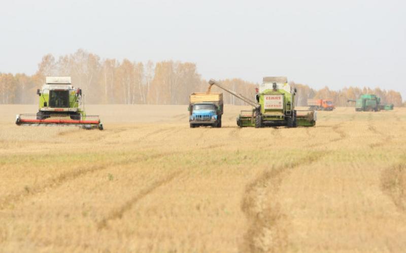 На полях Новосибирской области убрано более 1,1 миллиона гектаров зерновых и зернобобовых культур