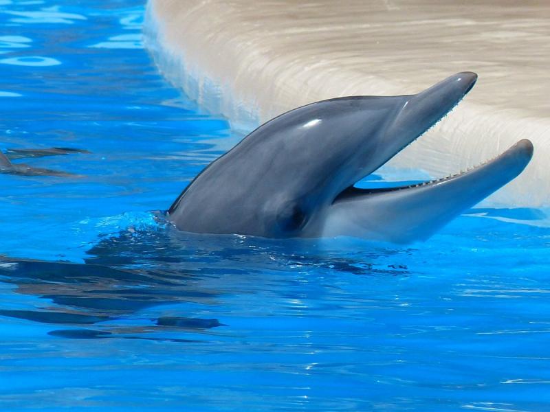 Строительство дельфинария обсудят на общественных слушаниях