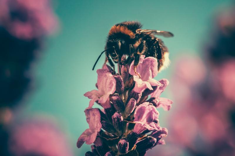 Пчелы смогли на глаз определить картинку с большим количеством объектов