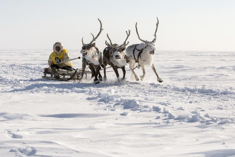 Оленеводы и нефтяники на Ямале нанесли на карту оленьи переходы