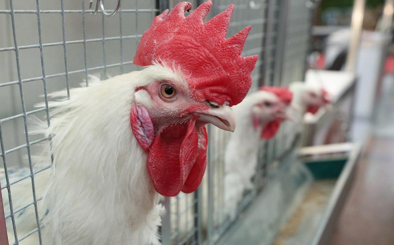 Эксперты рассказали об опасных для здоровья куриных крыльях