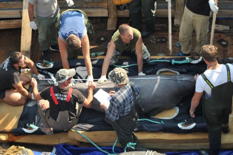 Зоозащитников не пустят на финальный выпуск белух из «китовой тюрьмы»