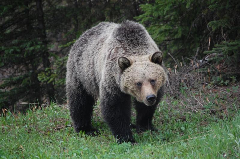 В Забайкалье медведь загрыз местную жительницу