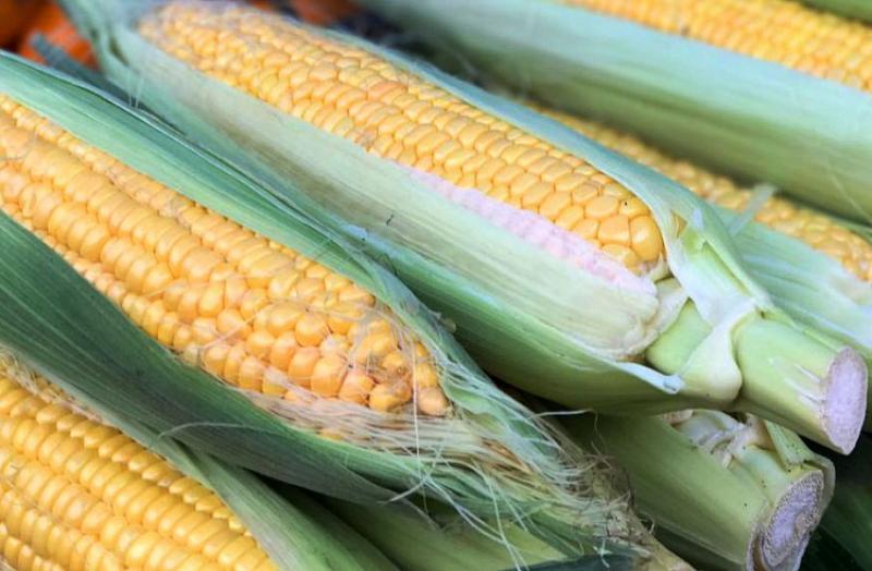 Урожай кукурузы в Приморском крае собирают в 2,5 раза быстрее обычного