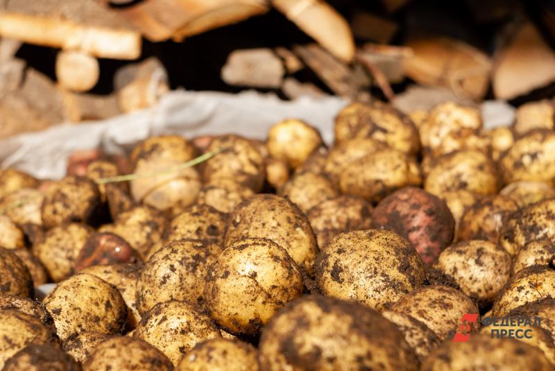 В Тюменской области завершается уборка картофеля