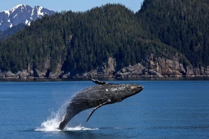 «Китовой тюрьмой» зоозащитники называют бывший центр адаптации морских млекопитающих расположенный в Приморье