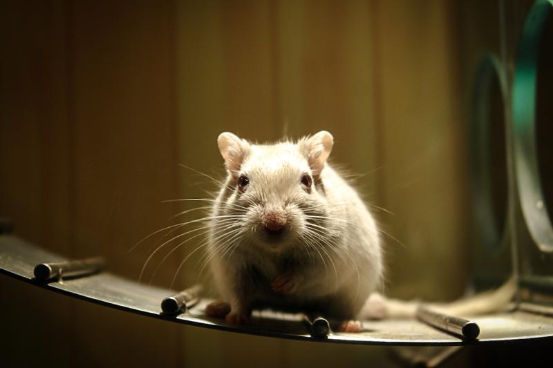 Исследование на крысах внесет ясность, действительно ли причина в рыбе