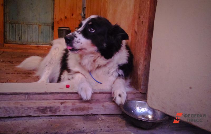 Собак на улицах Тобольска должно стать меньше