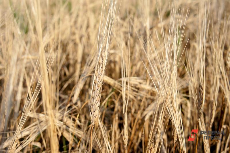 Оренбургским аграриям помогут с экспортом зерна