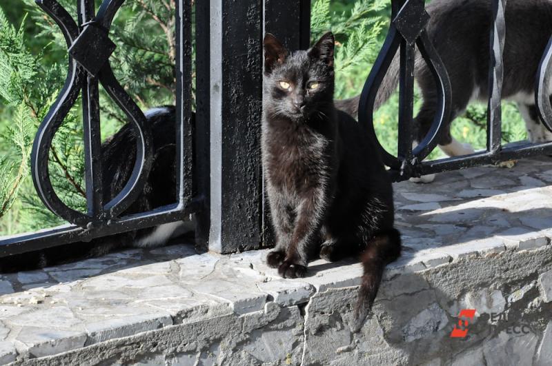 Зоозащитники Екатеринбурга перестали раздавать черных кошек
