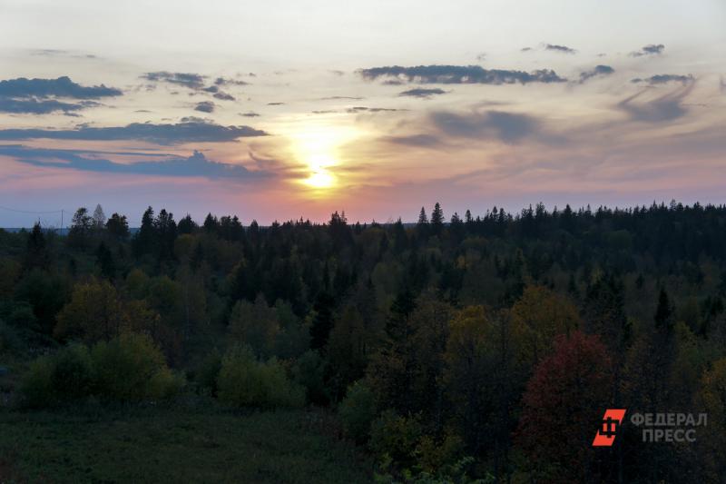 В Красноярском крае обнаружены незаконные вырубки лесов