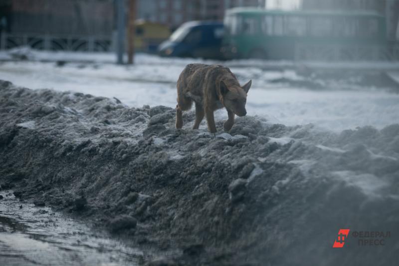 Бездомные животные держат в страхе весь город