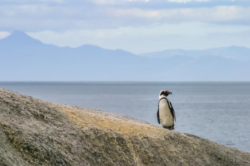 Пингвины времен олигоцена достигали 160 сантиметров в высоту