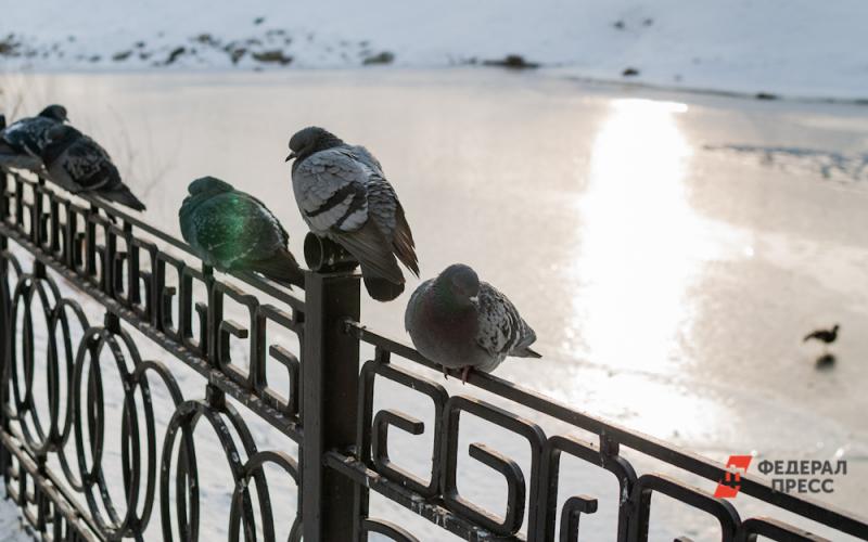 Жители Ноябрьска поддержали запрет на кормление голубей