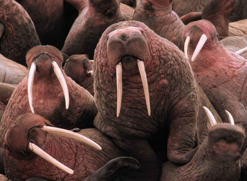 Ученые сохранят лежбище моржей на Ямале