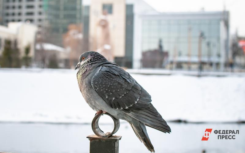 В Ноябрьске от запрета кормить птиц гибнут голуби