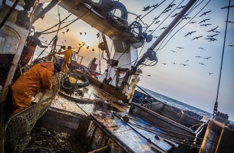 Приморские рыбаки выловили 450 тысяч тонн минтая за сезон