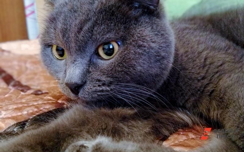 Зоозащитники и блогеры пиарятся на толстом коте из Владивостока