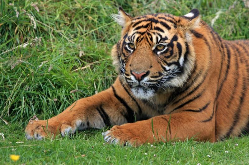 В Хабаровском крае ходят слухи о кровожадных тиграх в местном поселке