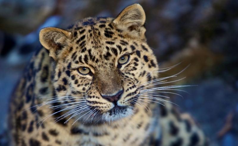 Приморские ученые помогут корейцам восстановить популяцию дальневосточных леопардов