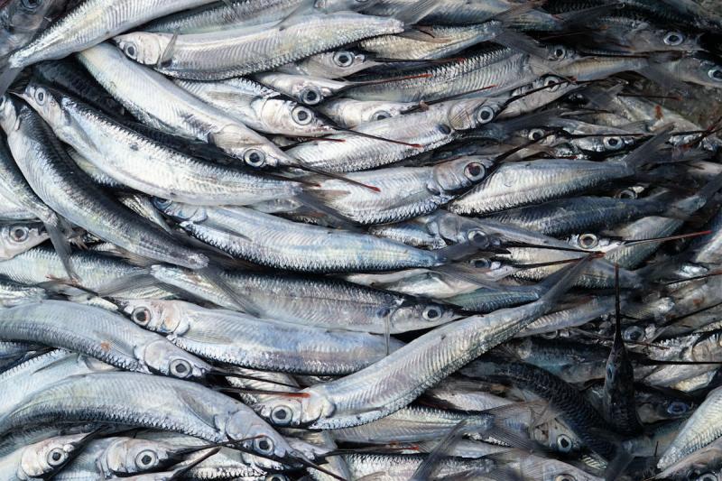 Для Приморского края, Сахалина и Камчатки – регионов, где добывается больше всего рыбы, идея Минфина может стать роковой