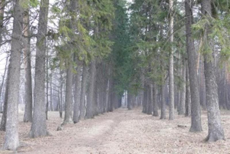 Тюменские лесники завершили лесовосстановительные работы