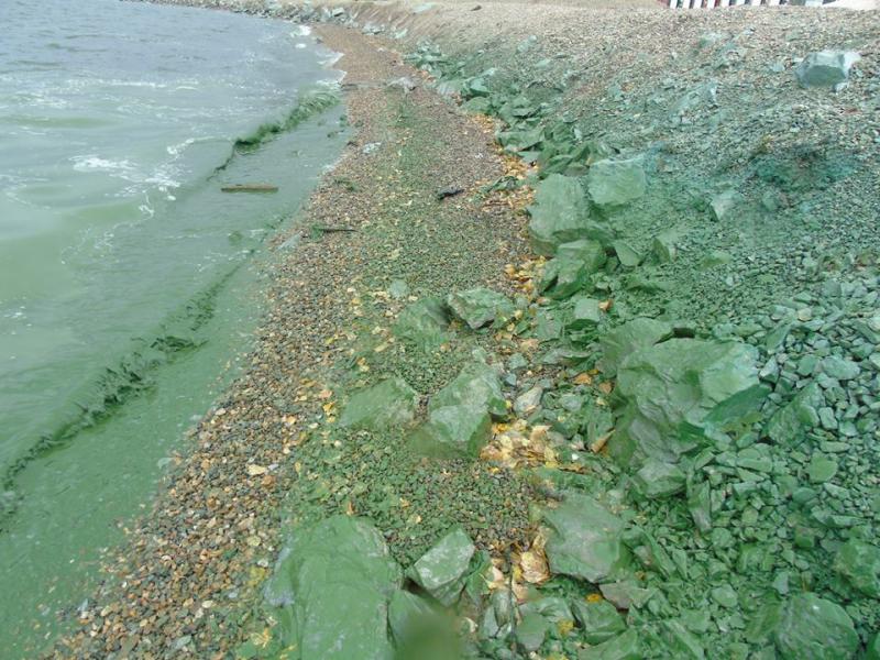 Общественники попросили Роспотребнадзор разобраться с Черноисточинским прудом, где цвели опасные водоросли