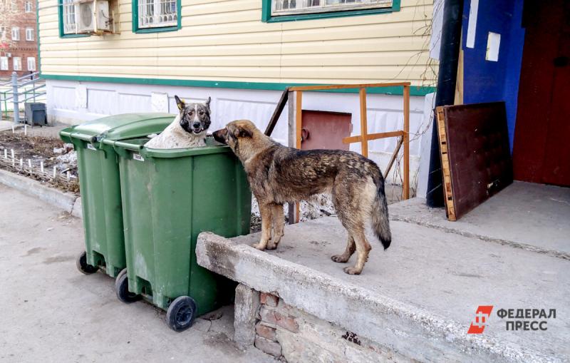 В Перми снова обсуждают тему безнадзорных собак