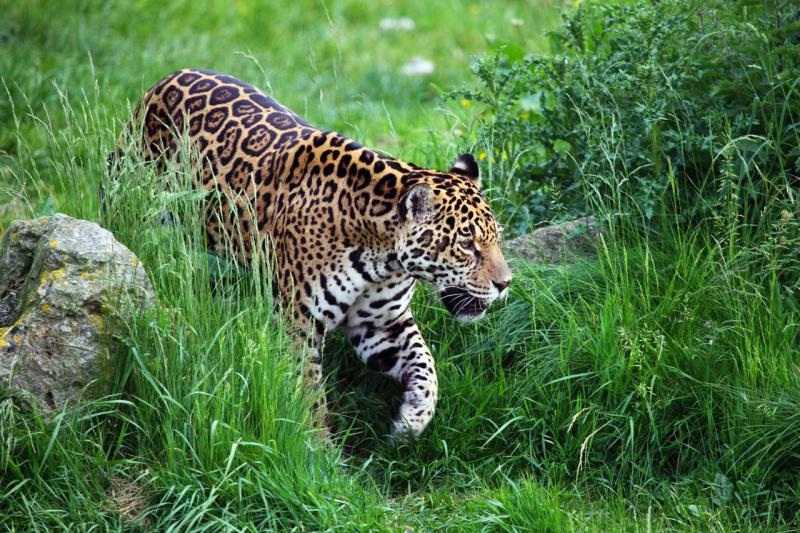 «ФедералПресс» рассказывает о приморском парке «Земля леопарда»