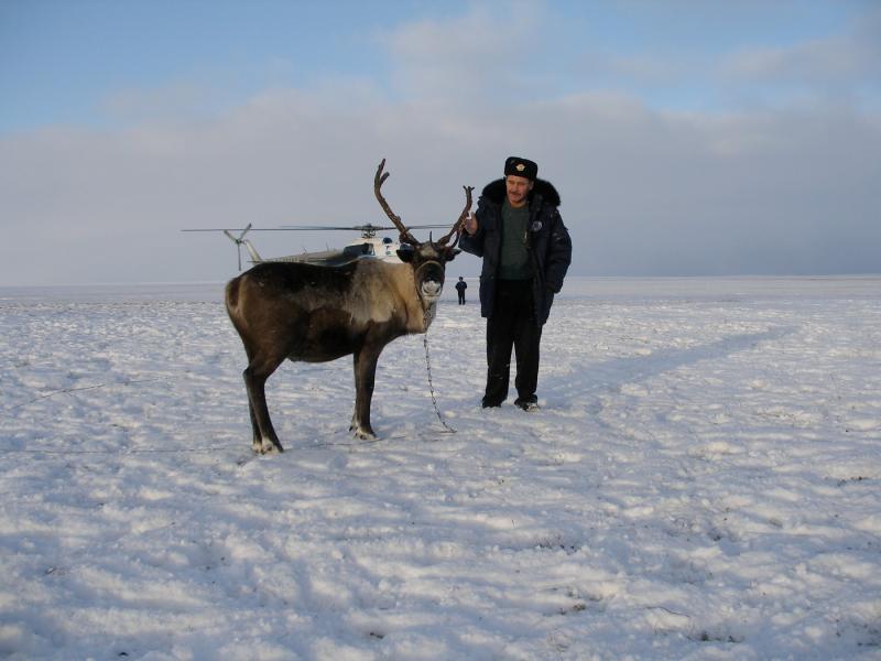 Финны закупят оленьи шкуры на Ямале