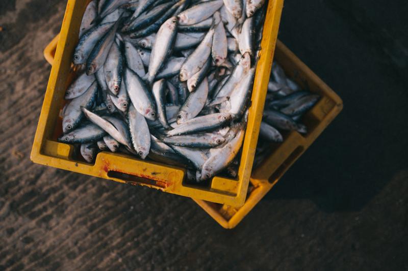 Ямальские рыбаки собираются возобновить вылов рыбы в Карском море