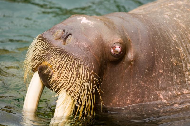 В приморской «китовой тюрьме» могут незаконно держать моржат
