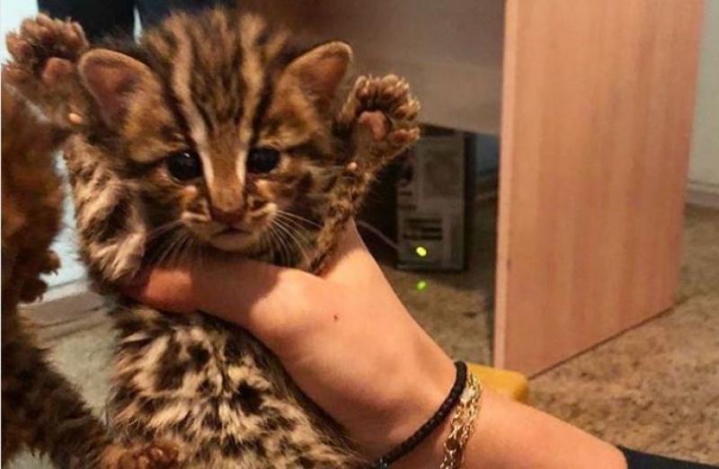 Житель Вьетнама пытался провезти двух леопардовых котят