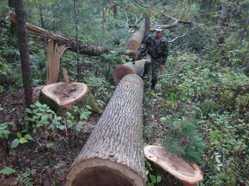 Результатом борьбы за глубокую переработку древесины стал глубокий кризис