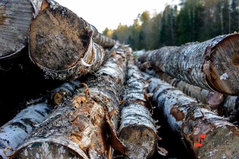 В СПЧ рассказали о схеме незаконного вывоза древесины из Иркутской области в Китай