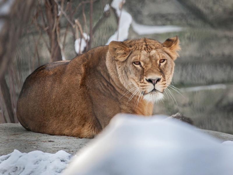 Львы и тигры в новосибирском зоопарке переехали в новые вольеры