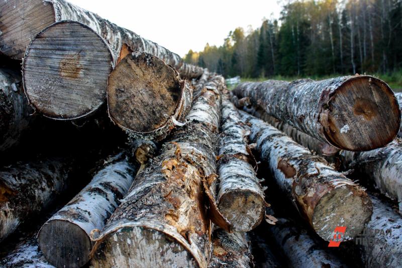 В Свердловской области возбудили уголовное дело из-за незаконной вырубки лесов