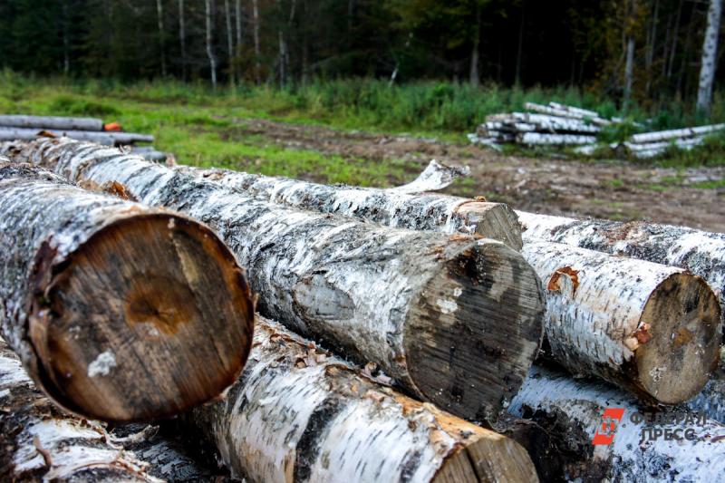 Дмитрий Кобылкин заявил, что выводить лес на биржу нужно было «еще вчера».
