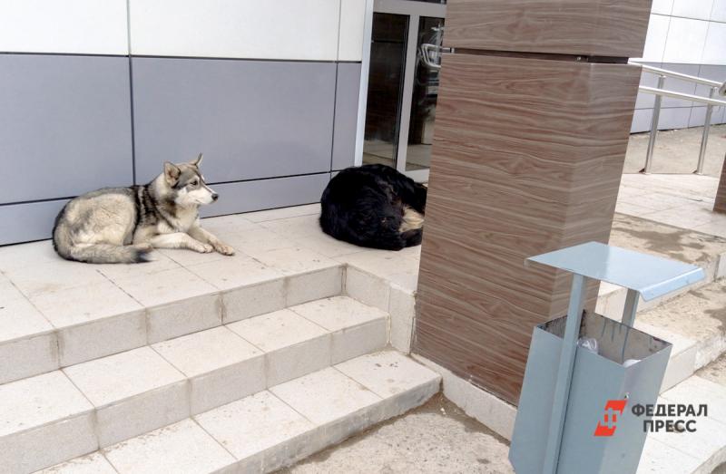 Сотрудники следственного комитета проводят проверку по факту нападения собак на школьника