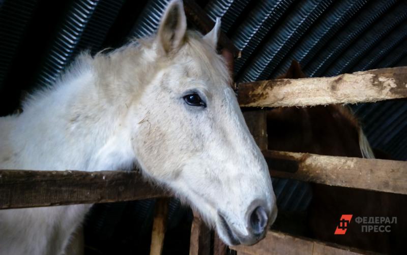 Во Владивостоке в пожаре на конюшне погибло четыре лошади