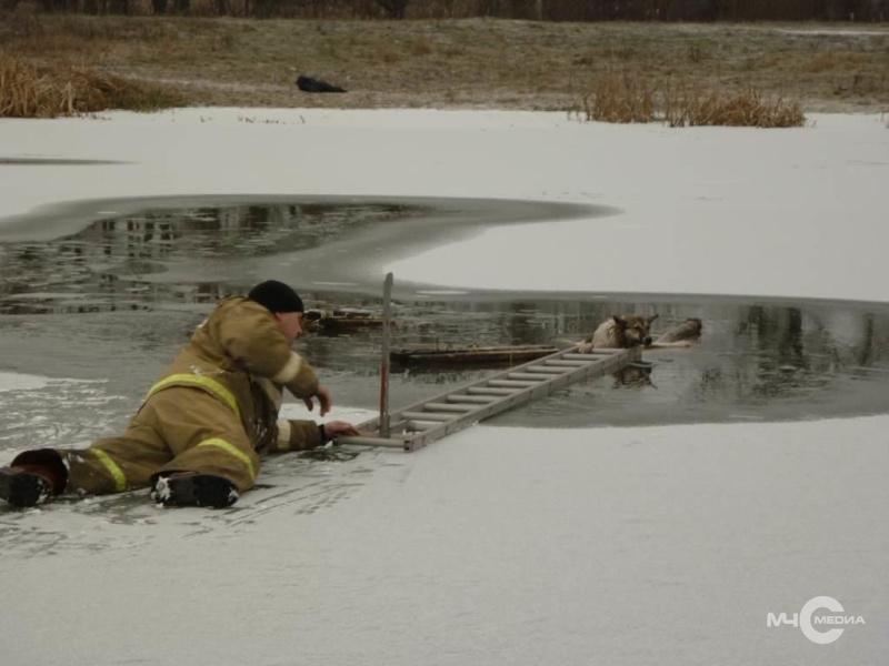 Сотрудники МЧС спасли провалившуюся под лед собаку