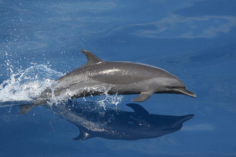 При участии нефтяной компании ученые смогли изучить более 2 тысяч особей дельфинов