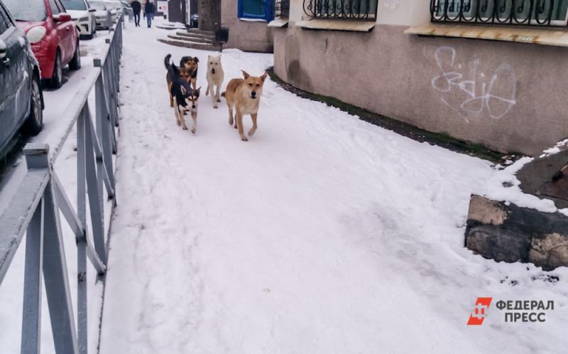 Бродячие псы регулярно нападают на жителей Тольятти