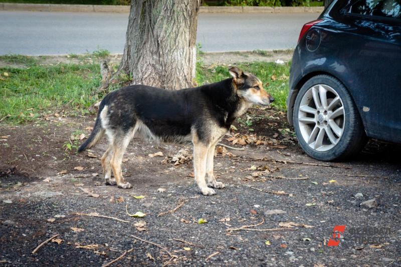 В Челябинской области начались торги по определению ловцов бездомных собак