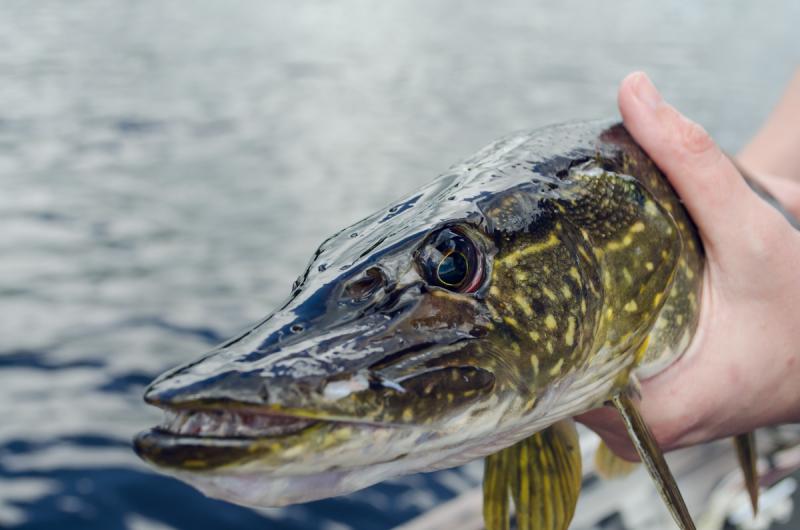 Ямальские рыбаки с начала года добыли 400 тонн рыбы