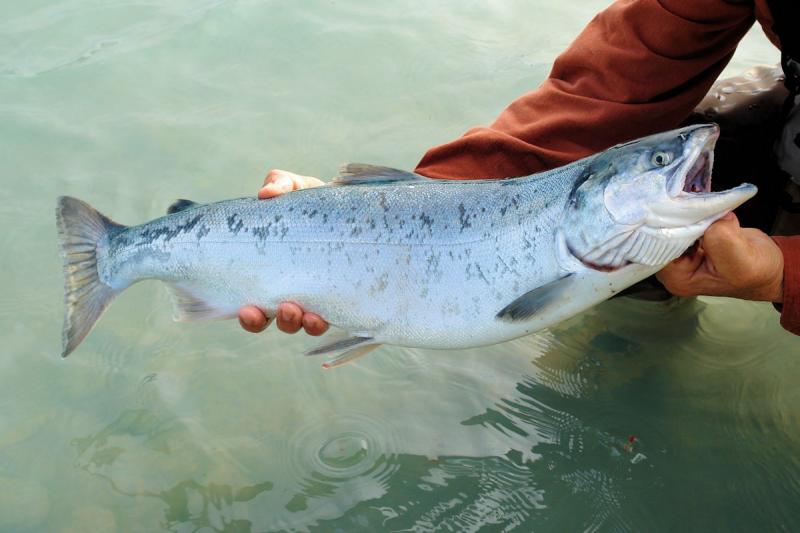 На Ямале стал чаще попадаться розовый лосось