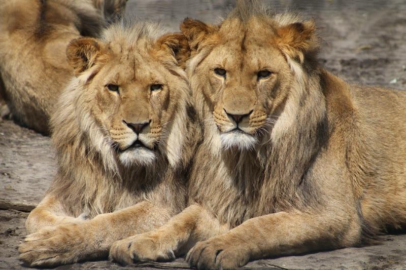 Три льва подрались на арене цирка в Екатеринбурге