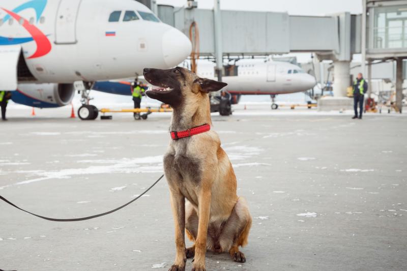 В екатеринбургский аэропорт приняли на работу новую собаку