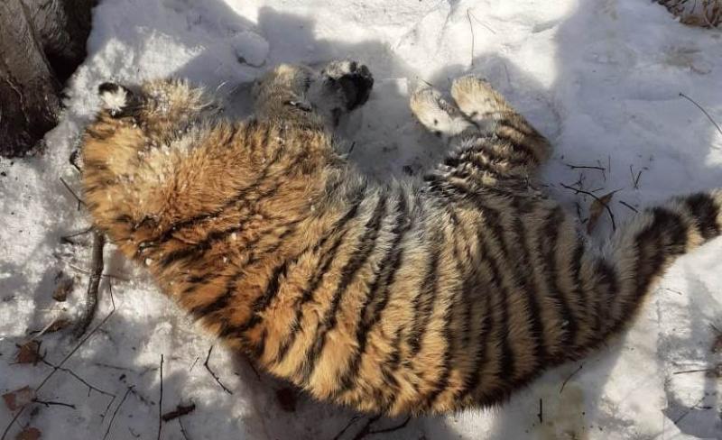 В Приморском крае пассажирский автобус сбил насмерть амурского тигра